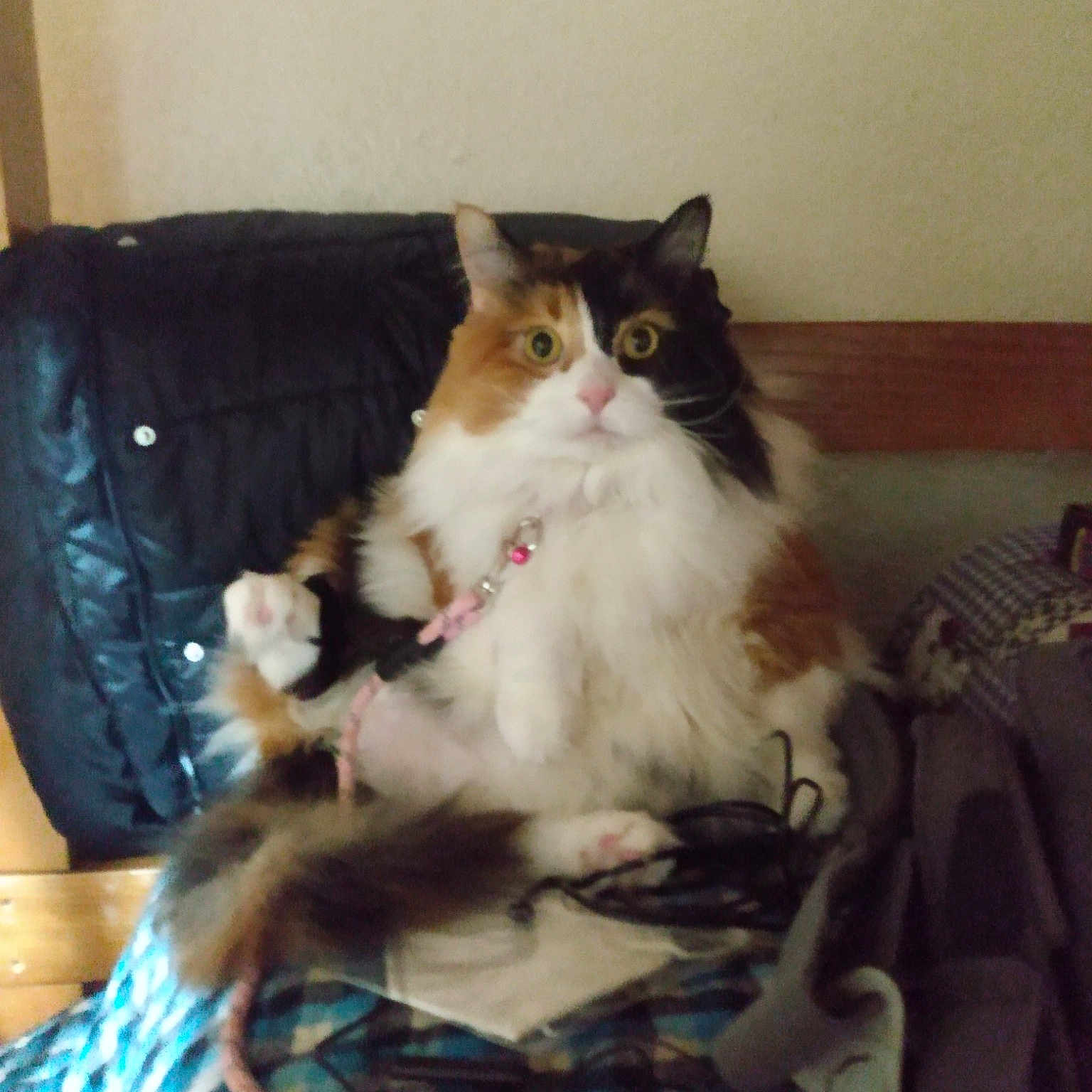 Nala Rae