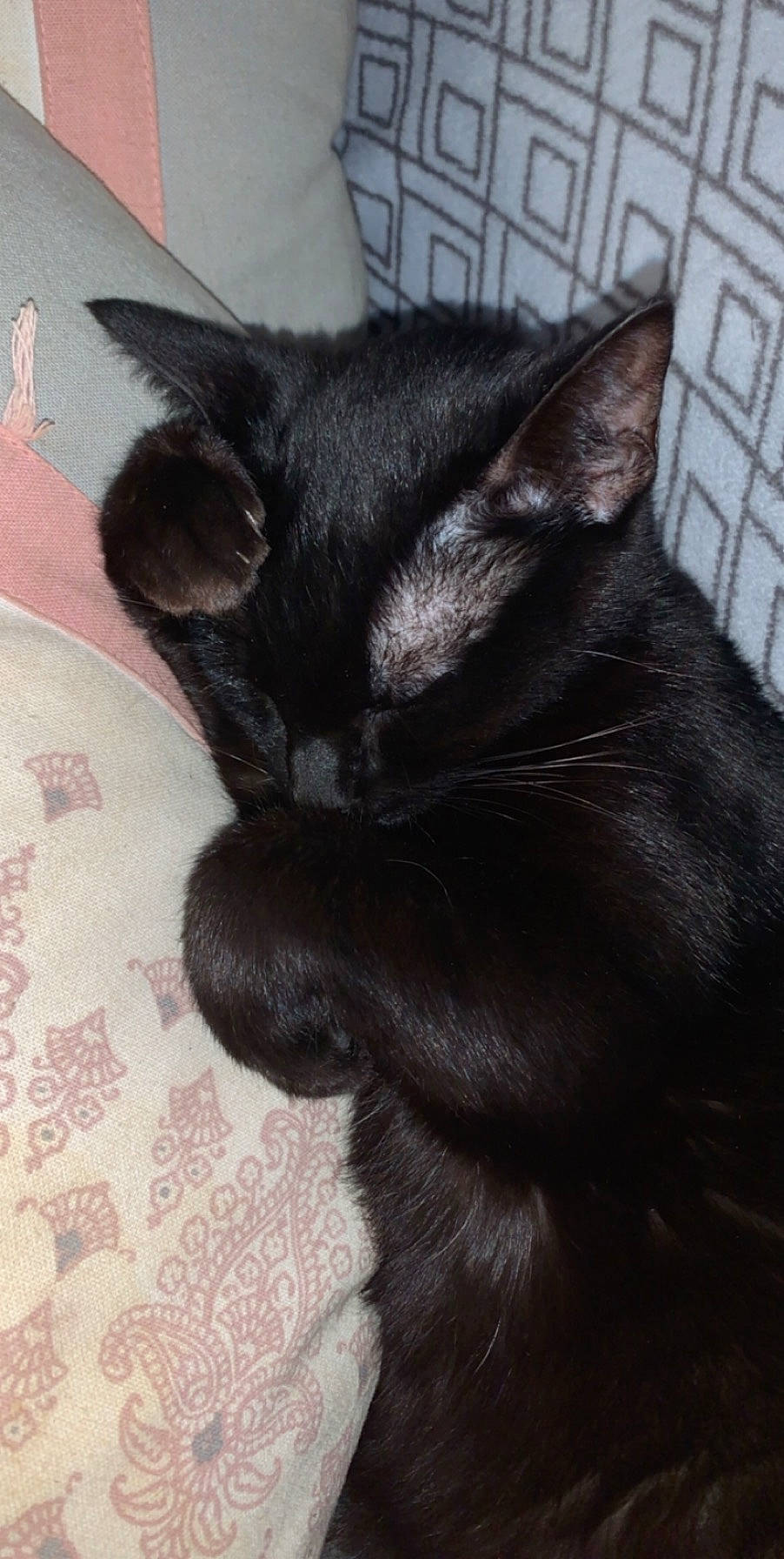 Pepette a rejoint le concours — aidez-le/la à gagner de superbes lots ! asian, black_cat, bombay, carnivore, cat, domestic_short_haired_cat, ear, felidae, fur, kitten, mammal, small_to_medium_sized_cats, snout, tail, whiskers