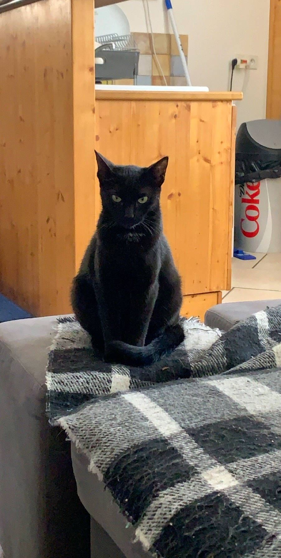 Pepette participe au concours pour gagner de l'argent avec cette photo : asian, black_cat, bombay, british_shorthair, carnivore, cat, chartreux, domestic_short_haired_cat, felidae, korat, mammal, russian_blue, small_to_medium_sized_cats, whiskers