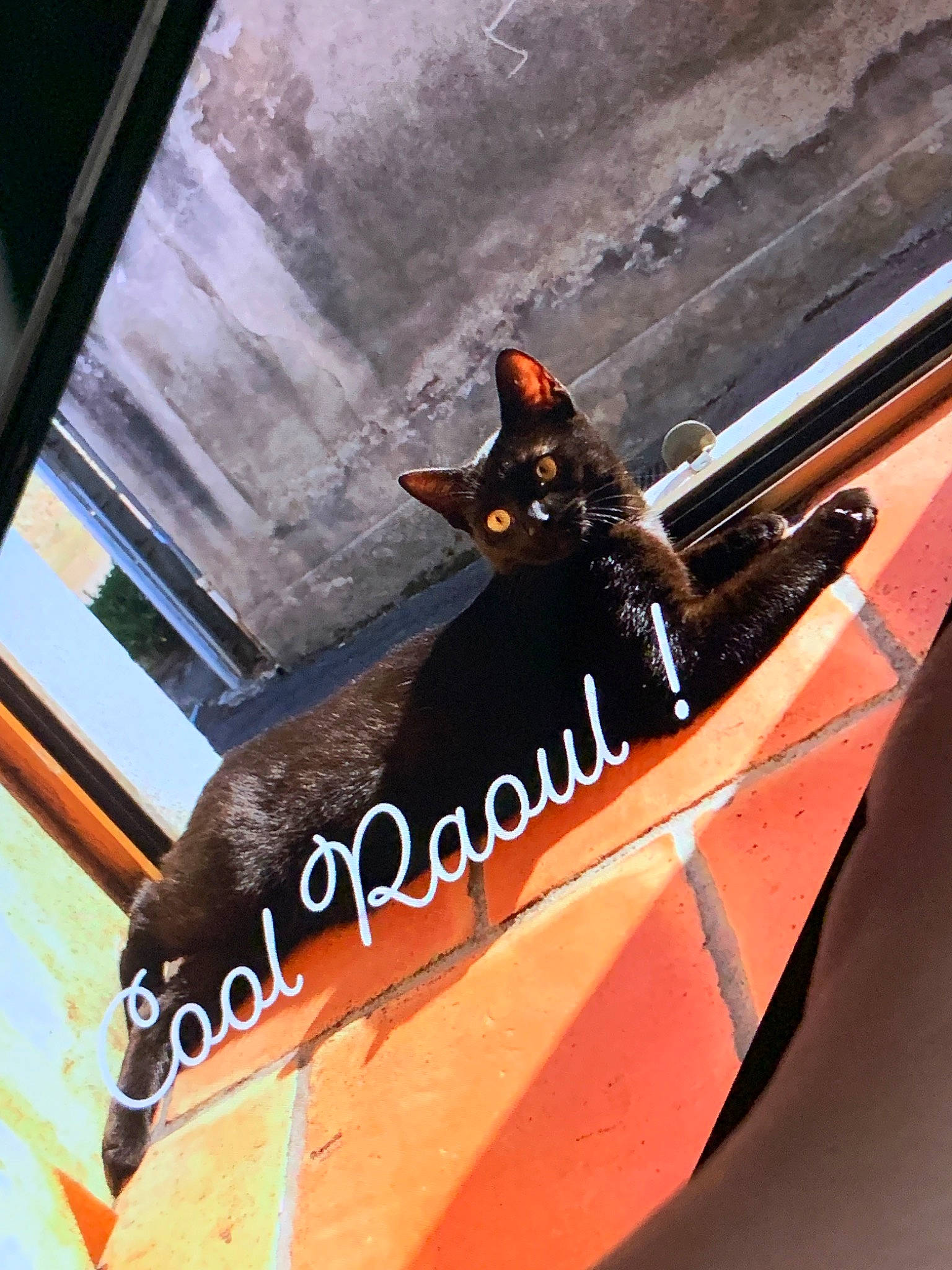 Pepette a rejoint le concours — aidez-le/la à gagner de superbes lots ! bat, cat, felidae, small_to_medium_sized_cats