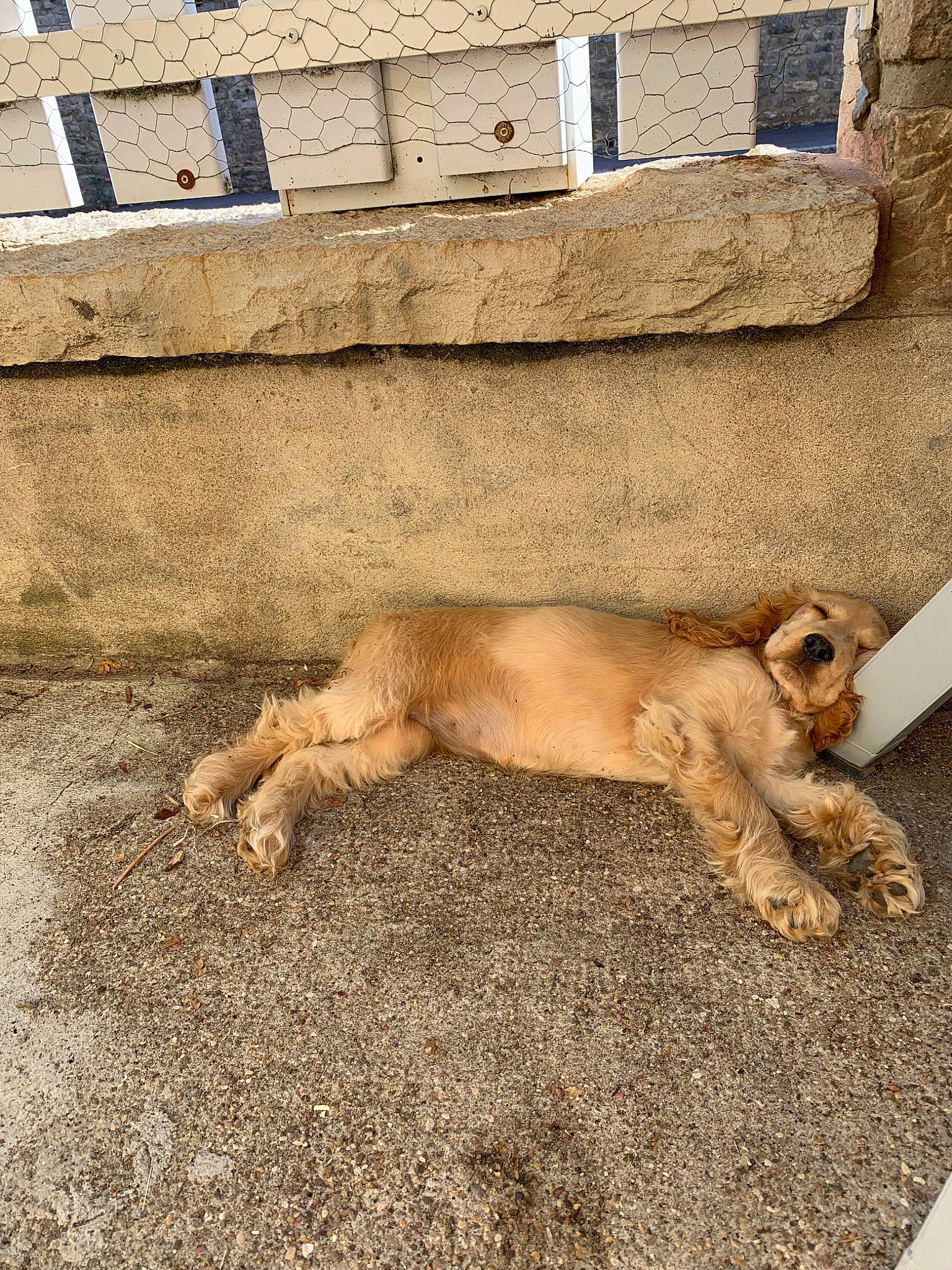 Pêche participe au concours pour gagner de l'argent avec cette photo : canidae, carnivore, dog, dog_breed, fawn, sporting_group, street_dog, tail