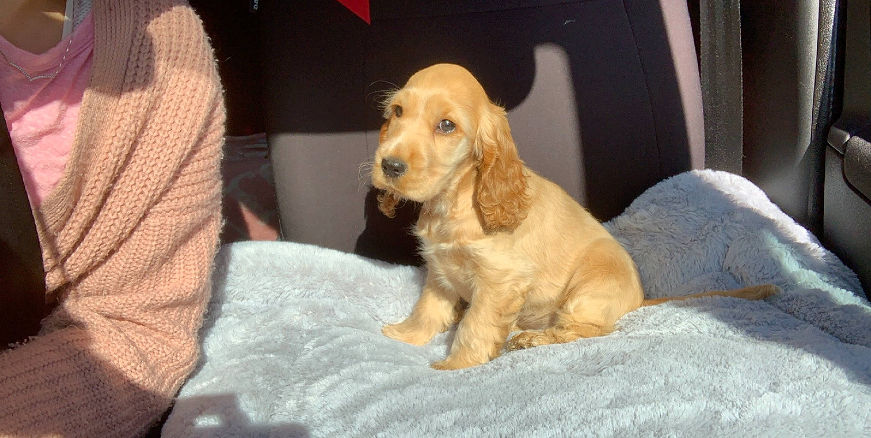 Pêche participe au concours pour gagner de l'argent avec cette photo : american_cocker_spaniel, basset_fauve_de_bretagne, beagador, canidae, carnivore, cocker_spaniel, companion_dog, dog, dog_breed, english_cocker_spaniel, fawn, field_spaniel, mammal, puppy, rare_breed_dog, russian_spaniel, spaniel, sporting_group, vertebrate