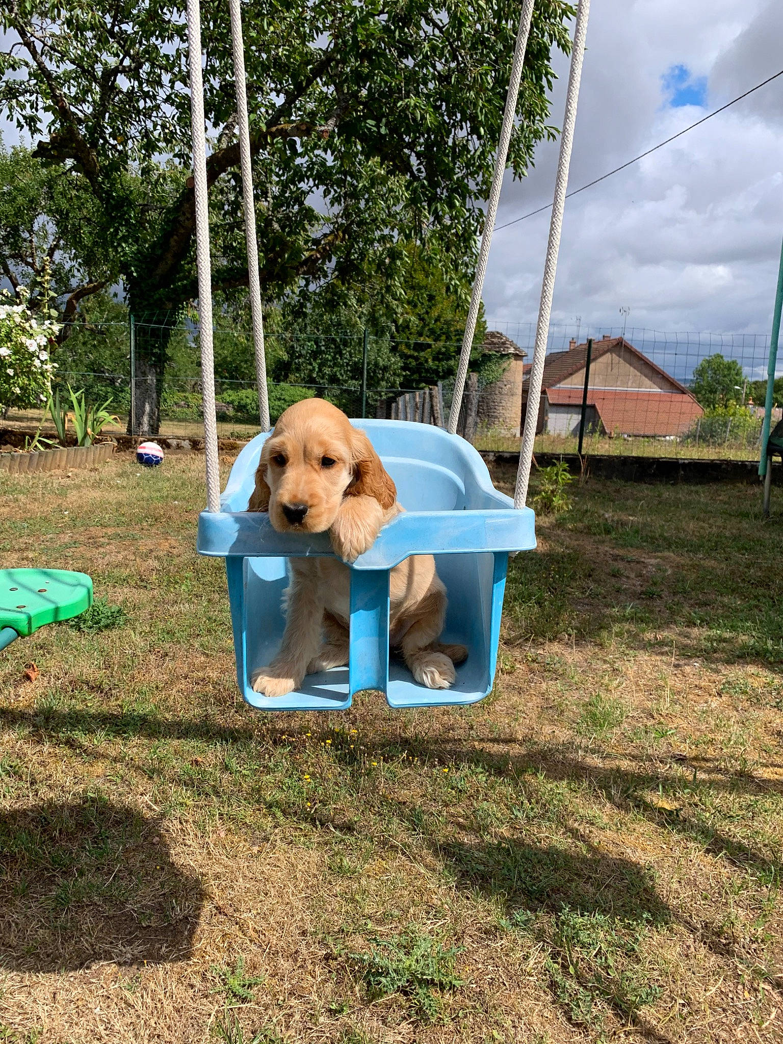 Pêche participe au concours pour gagner de l'argent avec cette photo : canidae, carnivore, companion_dog, dog, dog_breed, leisure, puppy, sporting_group, swing