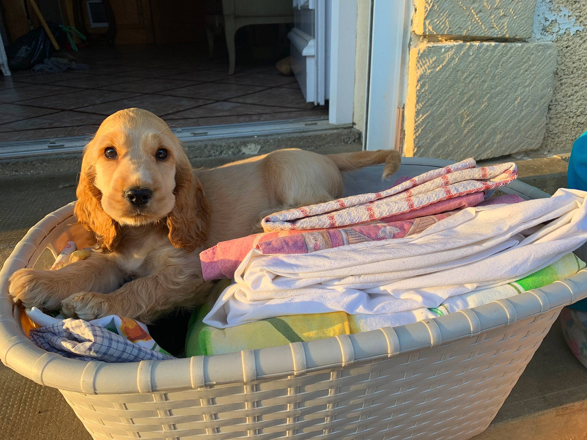Pêche a rejoint le concours — aidez-le/la à gagner de superbes lots ! american_cocker_spaniel, basket, canidae, carnivore, cocker_spaniel, companion_dog, dog, dog_breed, english_cocker_spaniel, golden_retriever, puppy, retriever, spaniel, sporting_group, wicker