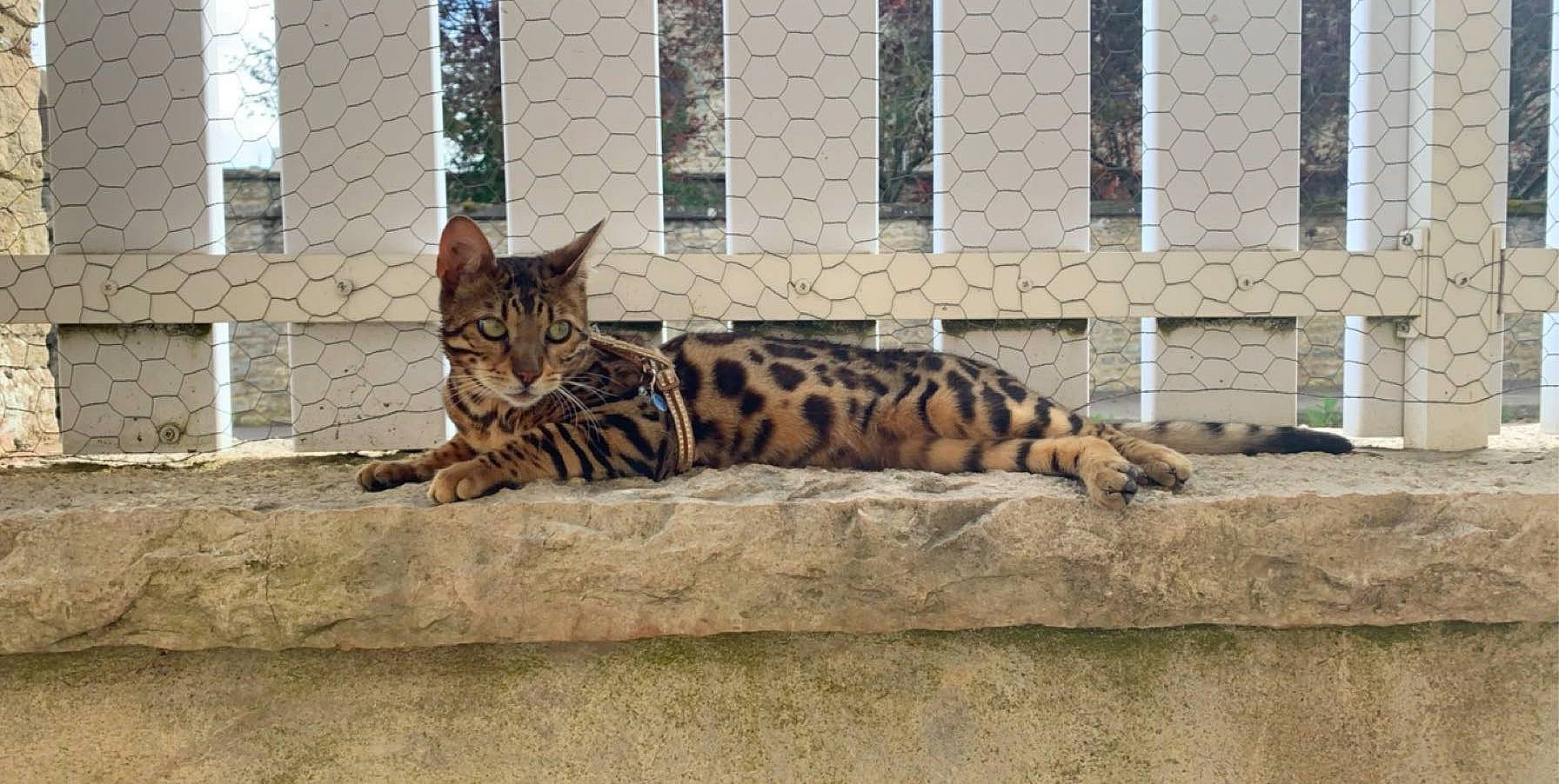 Leonard a rejoint le concours — aidez-le/la à gagner de superbes lots ! asian, bengal, carnivore, cat, domestic_short_haired_cat, dragon_li, european_shorthair, felidae, kitten, mammal, ocelot, rusty_spotted_cat, savannah, small_to_medium_sized_cats, terrestrial_animal, toyger, vertebrate, whiskers, wild_cat, wildlife