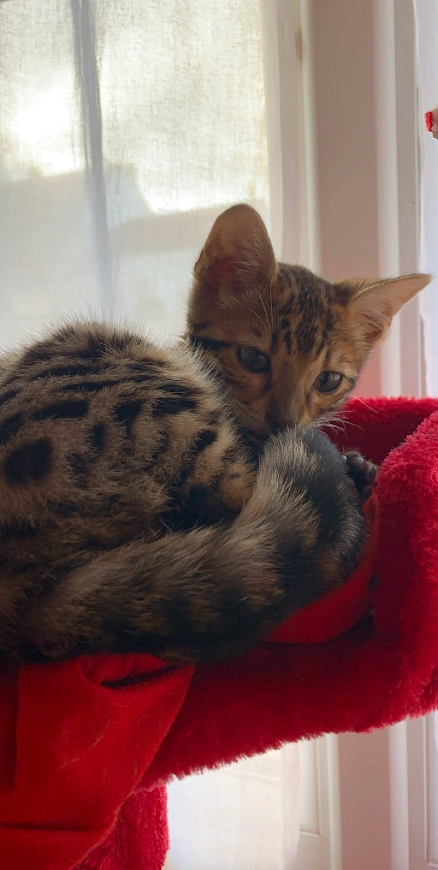 Leonard participe au concours pour gagner de l'argent avec cette photo : arabian_mau, asian, bengal, california_spangled, carnivore, cat, domestic_short_haired_cat, dragon_li, egyptian_mau, european_shorthair, felidae, kitten, mammal, ocicat, oriental_longhair, savannah, small_to_medium_sized_cats, tabby_cat, vertebrate, whiskers