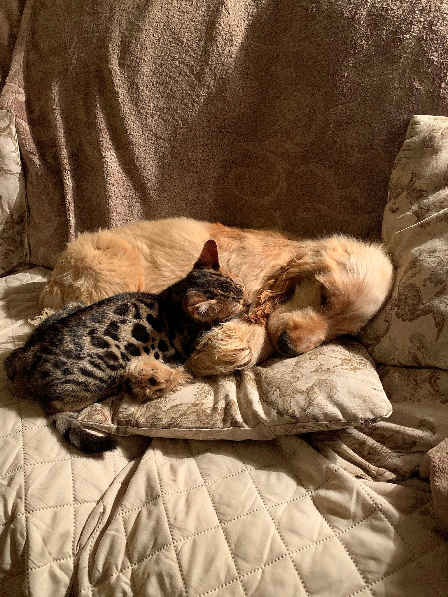 Leonard a rejoint le concours — aidez-le/la à gagner de superbes lots ! american_shorthair, asian, bengal, carnivore, cat, domestic_short_haired_cat, dragon_li, egyptian_mau, european_shorthair, fawn, felidae, fur, kitten, nap, ocicat, small_to_medium_sized_cats, tabby_cat, whiskers