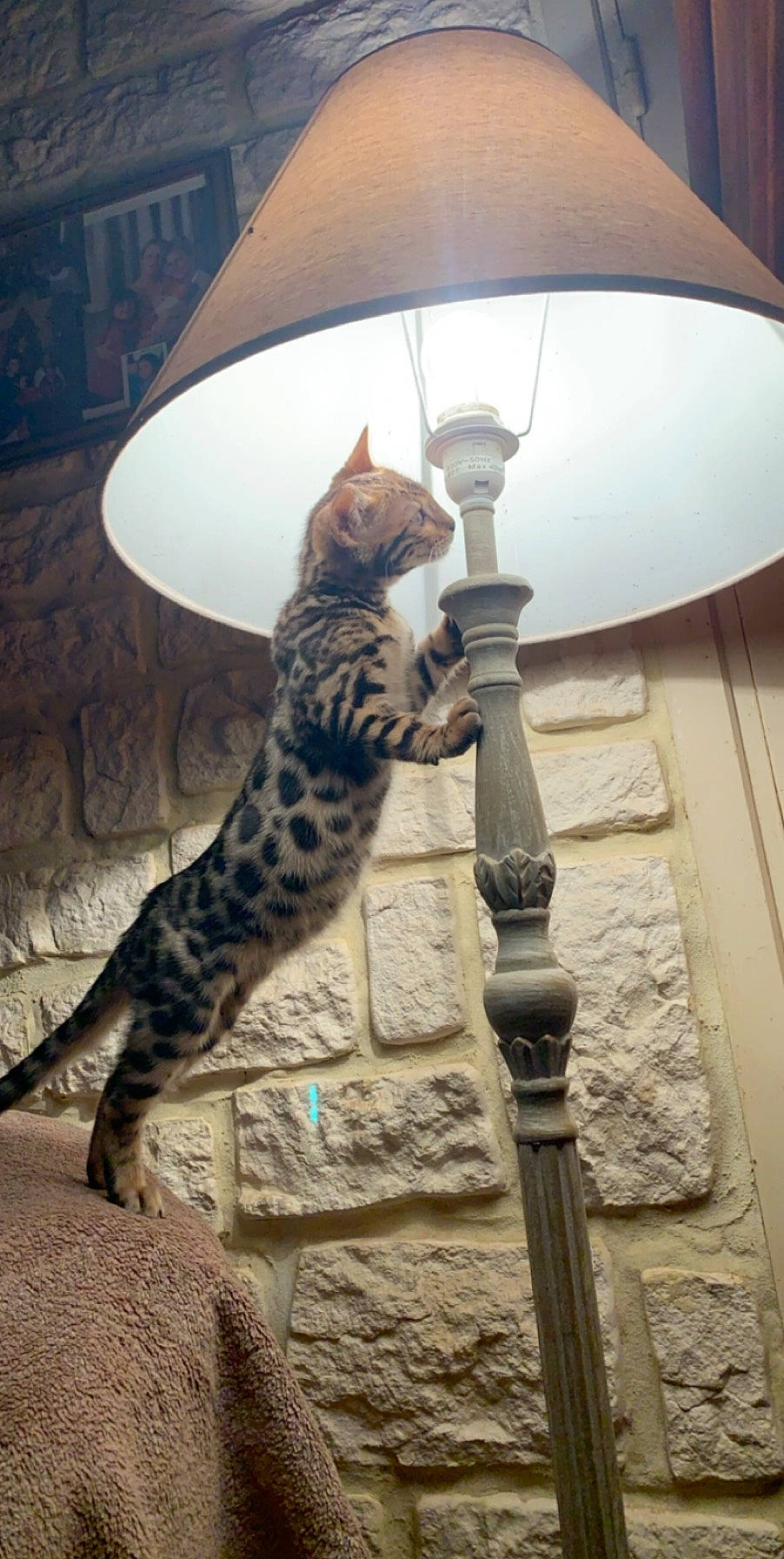 Leonard participe au concours pour gagner de l'argent avec cette photo : arabian_mau, asian, bengal, california_spangled, carnivore, cat, domestic_short_haired_cat, dragon_li, egyptian_mau, european_shorthair, felidae, kitten, mammal, ocicat, savannah, small_to_medium_sized_cats, sokoke, toyger, vertebrate, whiskers