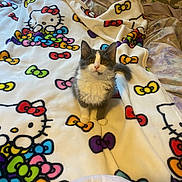 Smokey joined the competition — help win amazing prizes! kitten, cat, pet, hello_kitty, blanket, bed, fur, gray, white, cute, adorable, animal, indoor, cozy, soft, pattern, colorful, looking_up, young, small