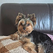 Amanda a rejoint le concours — aidez-le/la à gagner de superbes lots ! dog, yorkshire_terrier, small_dog, pet, animal, portrait, sitting, lying_down, indoors, couch, sofa, blanket, home, living_room, fluffy, long_hair, brown_fur, black_fur, alert, cute