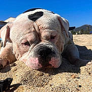 Nao a rejoint le concours — aidez-le/la à gagner de superbes lots ! animal, beach, black_patch, bulldog, canine, closeup, cute, daytime, dog, muzzle, nature, outdoor, pet, relaxing, resting, sand, sky, summer, sunny, wrinkles