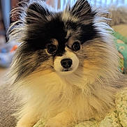 Xyro Night is registered to the contest to win money with this photo: canidae, carnivore, companion_dog, dog, dog_breed, fur, german_spitz, german_spitz_klein, german_spitz_mittel, mammal, papillon, pomeranian, puppy, rare_breed_dog, snout, spitz, sporting_group, toy_dog, vertebrate, whiskers