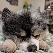 Xyro joined the competition — help win amazing prizes! dog, close_up, resting, sleepy, fluffy, fur, paw, blanket, indoor, cozy, pet, animal, cute, face, snout, napping, soft, muzzle, canine, relaxed