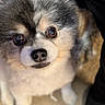 Xyro joined the competition — help win amazing prizes! dog, close_up, fluffy, pet, cute, animal, face, fur, brown_eyes, indoor, adorable, looking_up, mammal, companion, canine, small_dog, portrait, soft_texture, friendly, domestic_animal