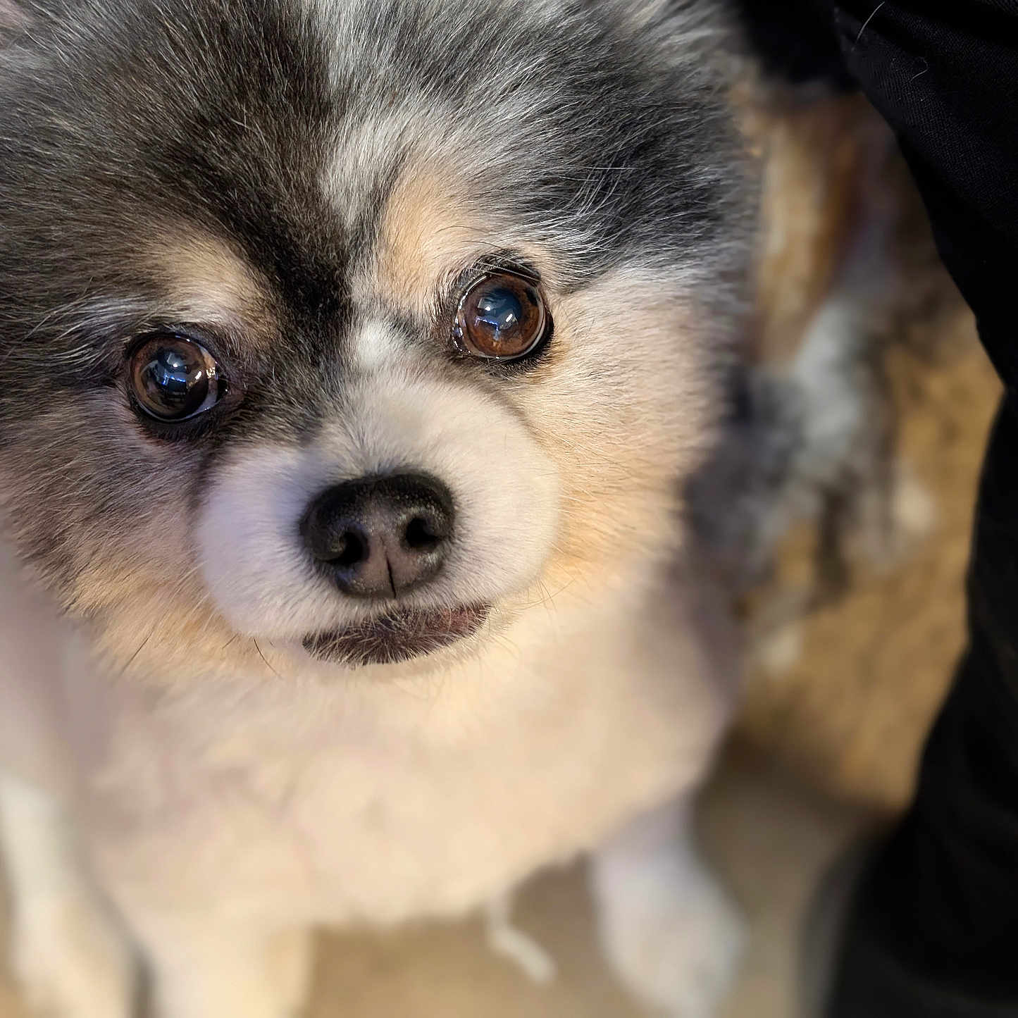 Xyro joined the competition — help win amazing prizes! dog, close_up, fluffy, pet, cute, animal, face, fur, brown_eyes, indoor, adorable, looking_up, mammal, companion, canine, small_dog, portrait, soft_texture, friendly, domestic_animal