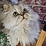 cat, persian_cat, fluffy, wide_eyes, curious, indoor, brick_wall, wooden_floor, plant, furniture_leg, pet, animal, close_up, whiskers, fur, domestic_cat, cute, sitting, houseplant, room