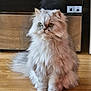 cat, persian_cat, fluffy, feline, pet, indoor, wooden_floor, appliance, fur, sitting, animal, domestic, eyes, whiskers, tail, cute, home, portrait, expression, furniture