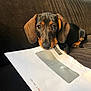 dog, puppy, dachshund, brown_couch, envelope, paper, window_envelope, pet, animal, cute, indoor, sofa, resting, looking, young, ears, snout, fur, domestic, closeup