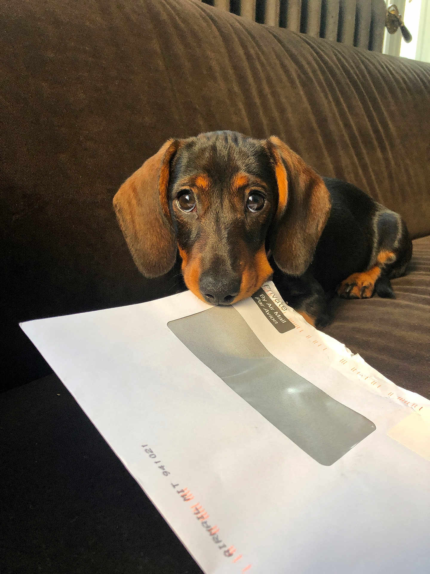 Bella participe au concours pour gagner de l'argent avec cette photo : dog, puppy, dachshund, brown_couch, envelope, paper, window_envelope, pet, animal, cute, indoor, sofa, resting, looking, young, ears, snout, fur, domestic, closeup