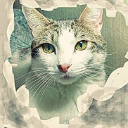 Burke Anthony joined the competition — help win amazing prizes! cat, close_up, green_eyes, whiskers, curious, portrait, feline, face, ears, pink_nose, indoor, pet, animal, tabby, white_fur, focus, texture, soft_light, background, expression