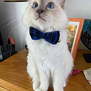 Berlioz participe au concours pour gagner de l'argent avec cette photo : cat, blue_eyes, bow_tie, white_fur, indoor, wooden_surface, lamp, framed_picture, pet, feline, close_up, sitting, household_items, cute, domestic_animal, portrait, whiskers, ears, fur, table
