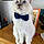 Berlioz
