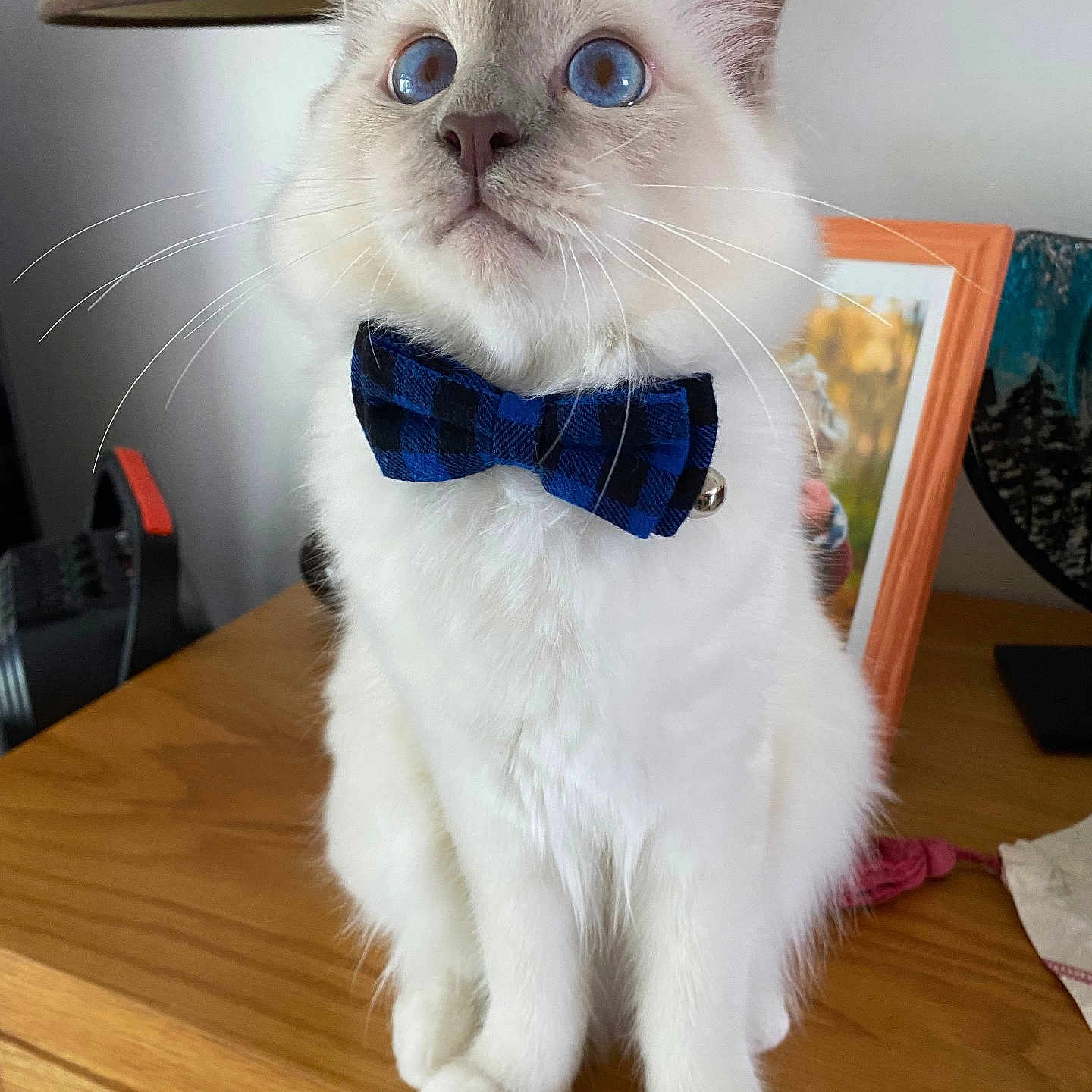 Berlioz participe au concours pour gagner de l'argent avec cette photo : blue_eyes, bow_tie, cat, close_up, cute, domestic_animal, ears, feline, framed_picture, fur, household_items, indoor, lamp, pet, portrait, sitting, table, whiskers, white_fur, wooden_surface