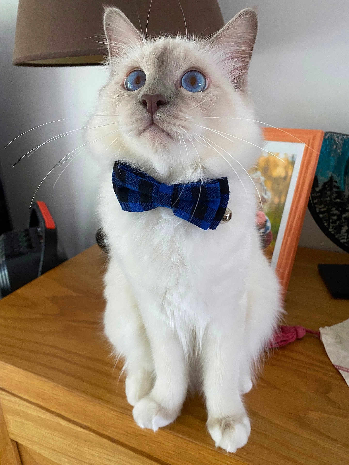 Berlioz participe au concours pour gagner de l'argent avec cette photo : cat, blue_eyes, bow_tie, white_fur, indoor, wooden_surface, lamp, framed_picture, pet, feline, close_up, sitting, household_items, cute, domestic_animal, portrait, whiskers, ears, fur, table
