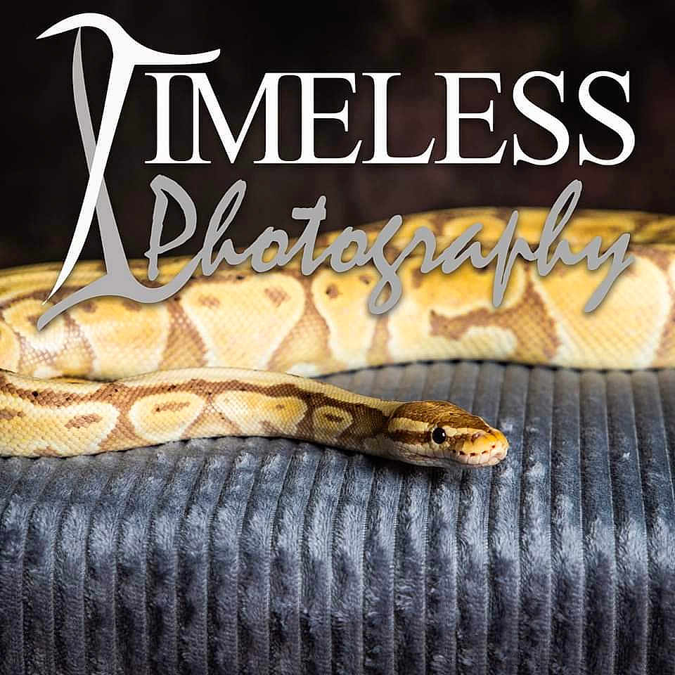 Banana is registered to the contest to win money with this photo: boa, boa_constrictor, burmese_python, font, python, python_family, rattlesnake, reptile, rock_python, scaled_reptile, serpent, snake