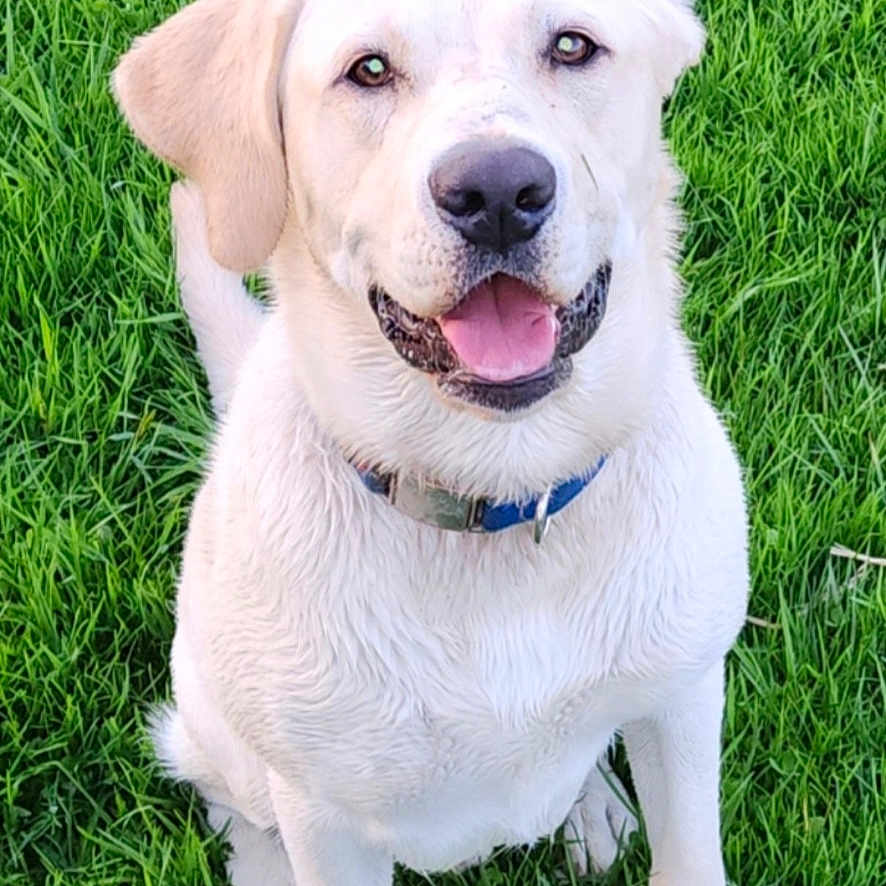 Kado joined the competition — help win amazing prizes! animal, ball, canine, dog, face, grass, head, hound, labradorretriever, lawn, person, pet, photography, plant, portrait, puppy, sport, tennis, tennisball, whitedog