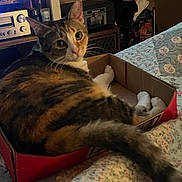 Bitzy is registered to the contest to win money with this photo: cat, calico, box, bedspread, indoor, pet, feline, curious, resting, quilt, home, cozy, animal, fur, tail, ears, whiskers, looking_back, cardboard, furniture