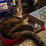 cat, calico, box, bedspread, indoor, pet, feline, curious, resting, quilt, home, cozy, animal, fur, tail, ears, whiskers, looking_back, cardboard, furniture