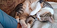 Bitzy is registered to the contest to win money with this photo: cat, sleeping, couch, arm, blue_shirt, blanket, indoor, feline, resting, cozy, patterned_fabric, paw, fur, domestic_animal, pet, relaxation, comfort, person, human_arm, close_up