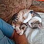cat, sleeping, couch, arm, blue_shirt, blanket, indoor, feline, resting, cozy, patterned_fabric, paw, fur, domestic_animal, pet, relaxation, comfort, person, human_arm, close_up
