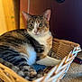cat, calico_cat, basket, indoor, carpet, feline, pet, animal, resting, fur, whiskers, ears, eyes, closeup, cozy, comfortable, soft_light, relaxed, home, cute