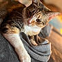 cat, feline, pet, fur, whiskers, paw, blanket, gray, cozy, relaxed, indoor, soft, closeup, animal, cute, domestic, resting, warm_light, portrait, laying_down