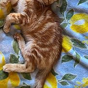 Forty is registered to the contest to win money with this photo: cat, kitten, orange_tabby, fur, whiskers, eyes, ears, tail, blanket, pattern, lemon, yellow, green, blue, soft, cozy, resting, cute, pet, indoor