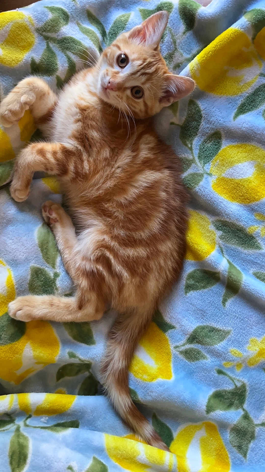 Forty is registered to the contest to win money with this photo: cat, kitten, orange_tabby, fur, whiskers, eyes, ears, tail, blanket, pattern, lemon, yellow, green, blue, soft, cozy, resting, cute, pet, indoor