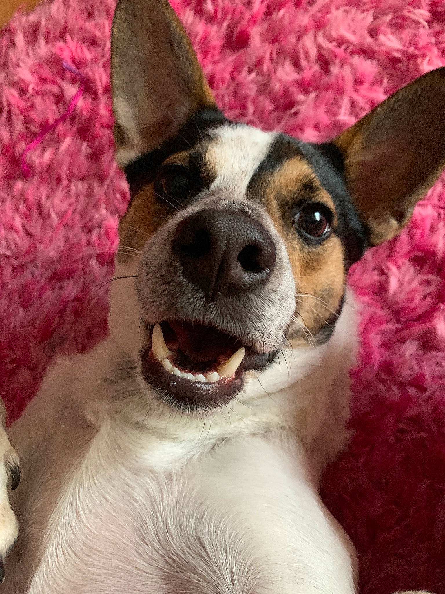 Jacob is registered to the contest to win money with this photo: canidae, carnivore, companion_dog, corgi_chihuahua, dog, dog_breed, ear, feist, fox_terrier, mammal, miniature_fox_terrier, nose, rare_breed_dog, rat_terrier, snout, teddy_roosevelt_terrier, tenterfield_terrier, terrier, toy_fox_terrier, vertebrate