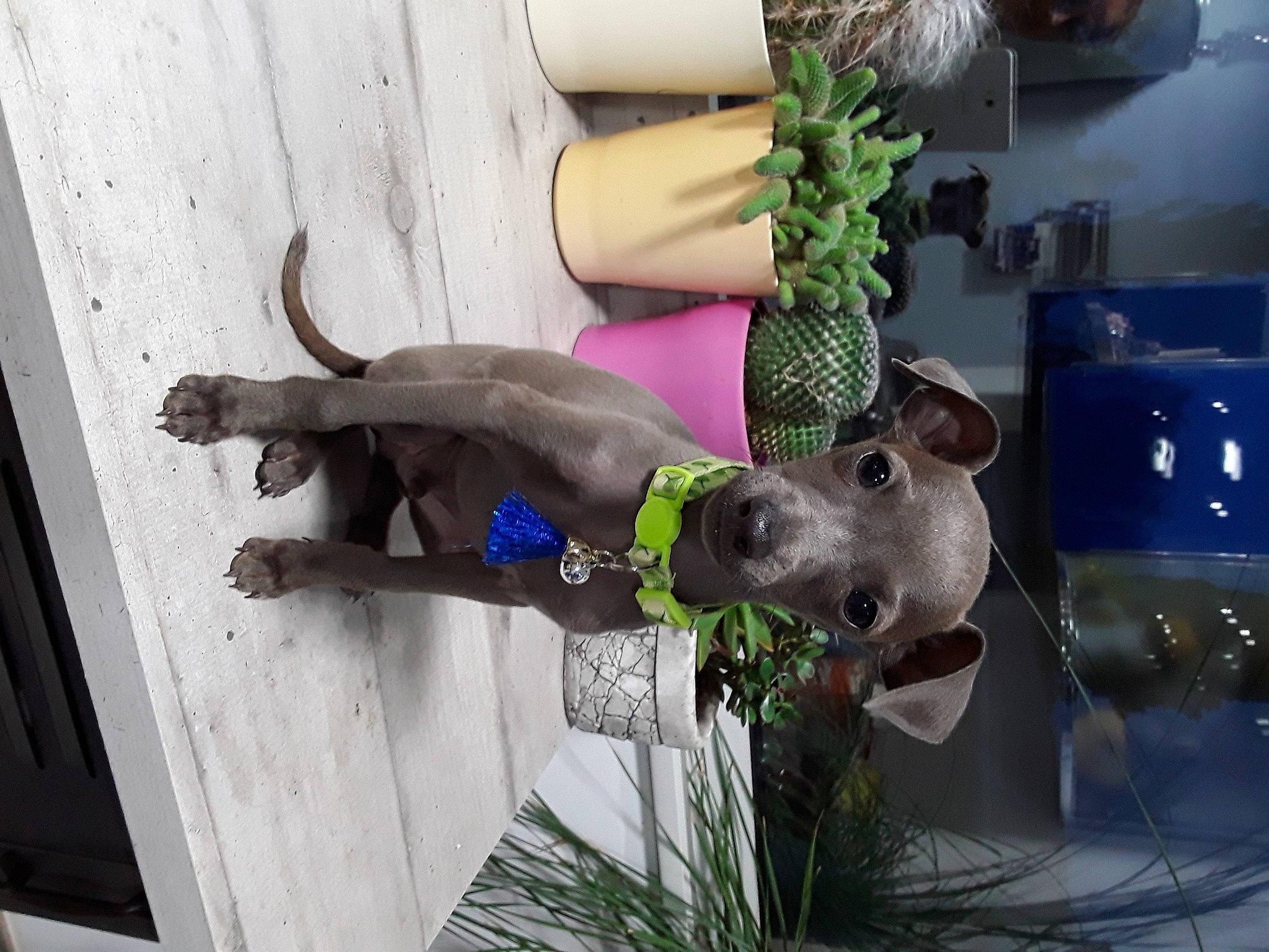 Rital a rejoint le concours — aidez-le/la à gagner de superbes lots ! art, carnivore, collar, companion_dog, dog, dog_breed, dog_collar, fawn, fun, grass, guard_dog, pet_supply, plant, sculpture, snout, sporting_group, statue, tail, vertebrate, working_animal