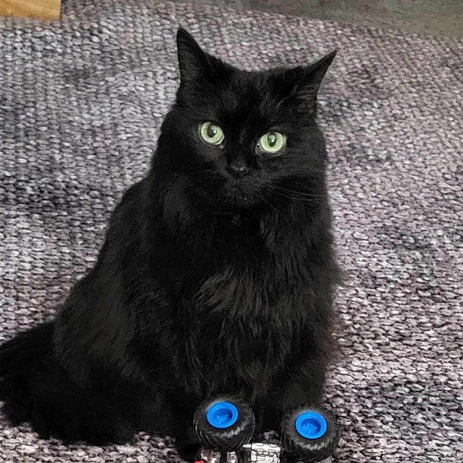 Boobers joined the competition — help win amazing prizes! animal, blackcat, car, cat, couch, hardwood, jar, kitten, machine, manx, pet, plant, pottedplant, pottery, toy, transportation, vase, vehicle, wheel, wood