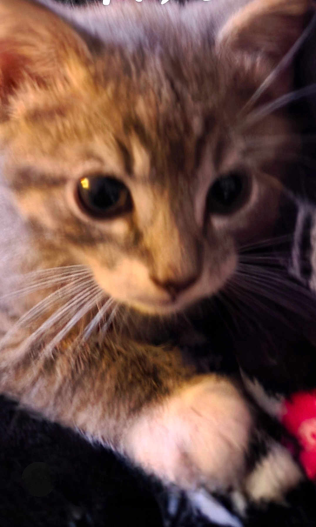 Addie Gray is registered to the contest to win money with this photo: cat, kitten, close_up, whiskers, paw, fur, tabby, eye, nose, feline, pet, portrait, indoor, soft_focus, blurred, macro, domestic_cat, cute, young, muzzle