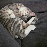 Addie Gray is registered to the contest to win money with this photo: cat, kitten, sleeping_cat, tabby, gray_tabby, pet, indoor, couch, sofa, paws, curled_up, whiskers, fur, nap, cozy, relaxed, upholstery, living_room, person_leg, closeup