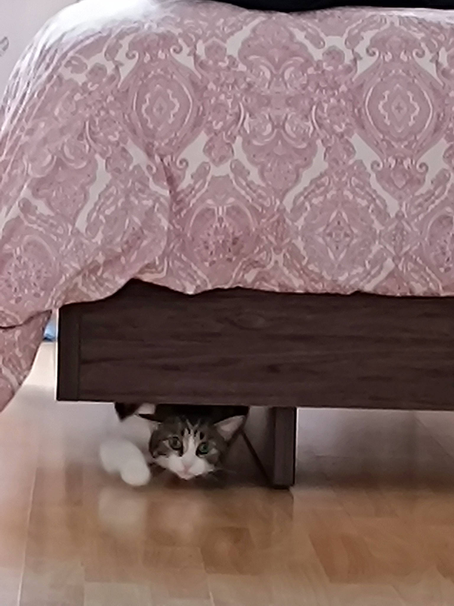 Mimi participe au concours pour gagner de l'argent avec cette photo : automotive_design, carnivore, cat, comfort, couch, floor, flooring, furniture, grey, hardwood, living_room, material_property, pattern, product, rectangle, studio_couch, table, textile, tints_and_shades, wood