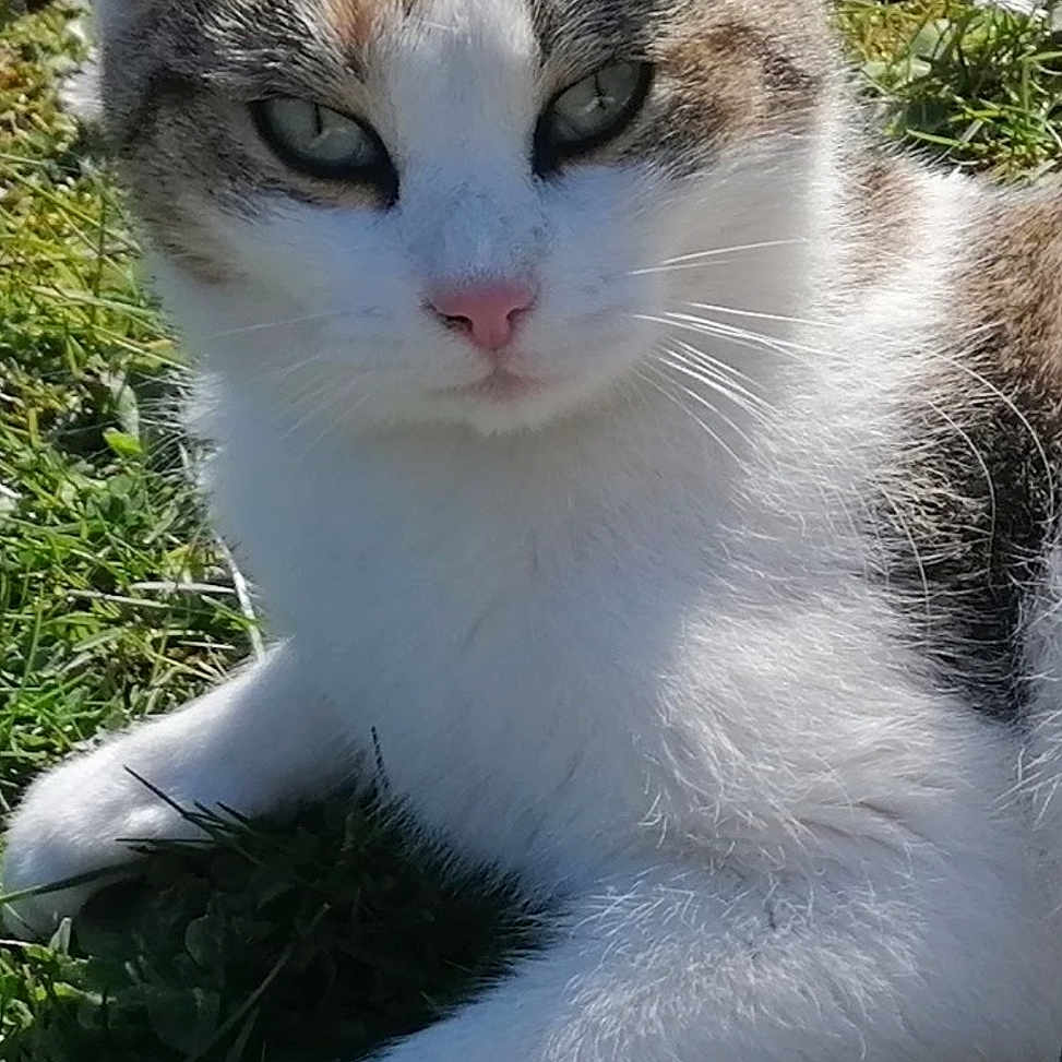 Chikita a rejoint le concours — aidez-le/la à gagner de superbes lots ! animal, cat, close_up, cute, daylight, ears, eyes, feline, grass, lying_down, mammal, nature, outdoor, peaceful, pet, relaxed, sunlight, tabby, whiskers, white_fur