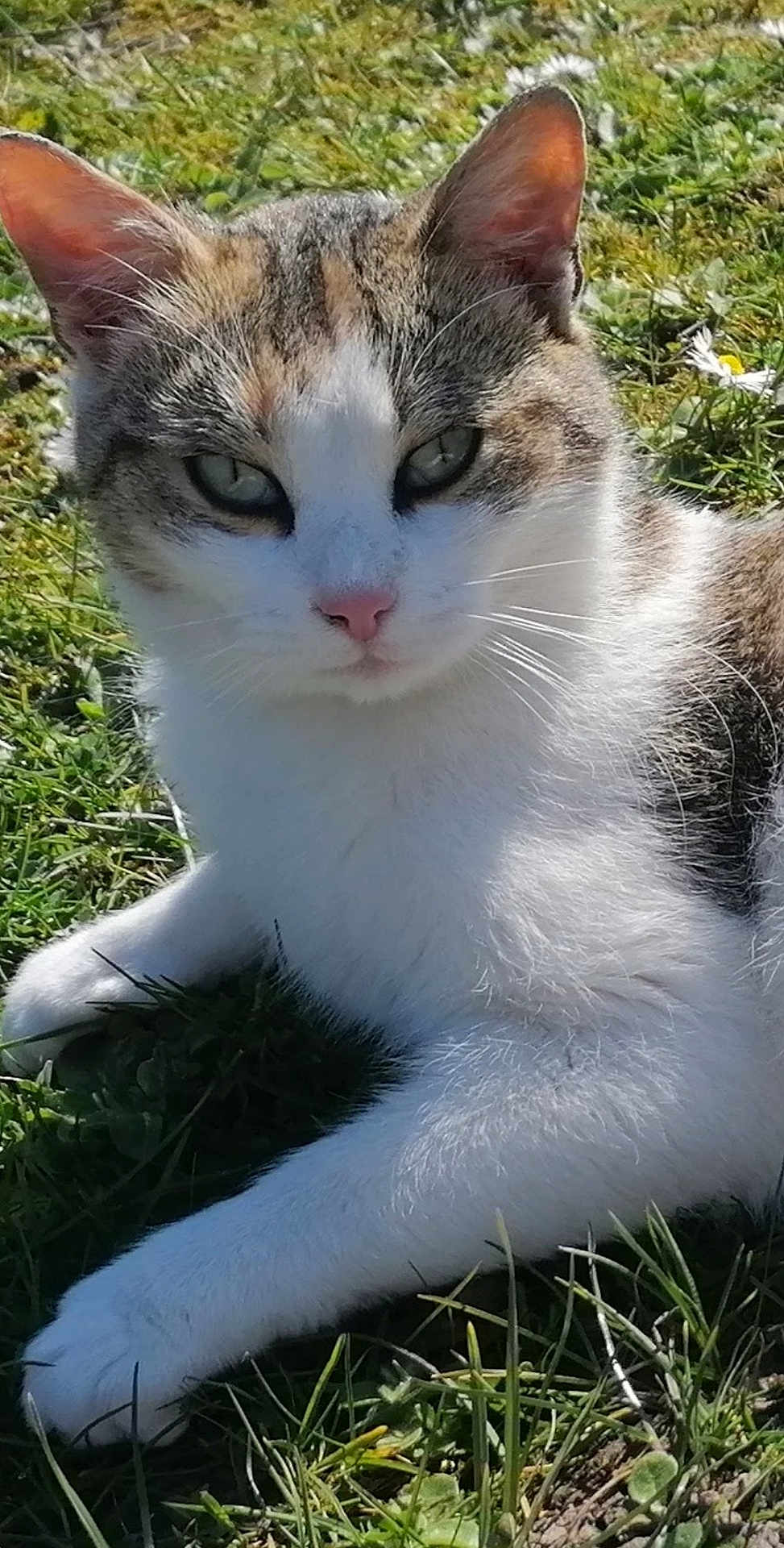 Chikita a rejoint le concours — aidez-le/la à gagner de superbes lots ! animal, cat, close_up, cute, daylight, ears, eyes, feline, grass, lying_down, mammal, nature, outdoor, peaceful, pet, relaxed, sunlight, tabby, whiskers, white_fur