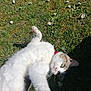animal, cat, closeup, collar, daylight, flowers, fur, grass, greenery, nature, outdoor, paw, pet, playful, relaxed, stretching, summer, sunlight, tabby_cat, white_cat
