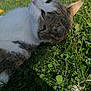 Chikita a rejoint le concours — aidez-le/la à gagner de superbes lots ! animal, cat, closeup, clovers, cute, daylight, fur, grass, greenery, lying_down, mammal, nature, outdoor, peaceful, pet, relaxed, resting, small_flowers, sunlight, whiskers