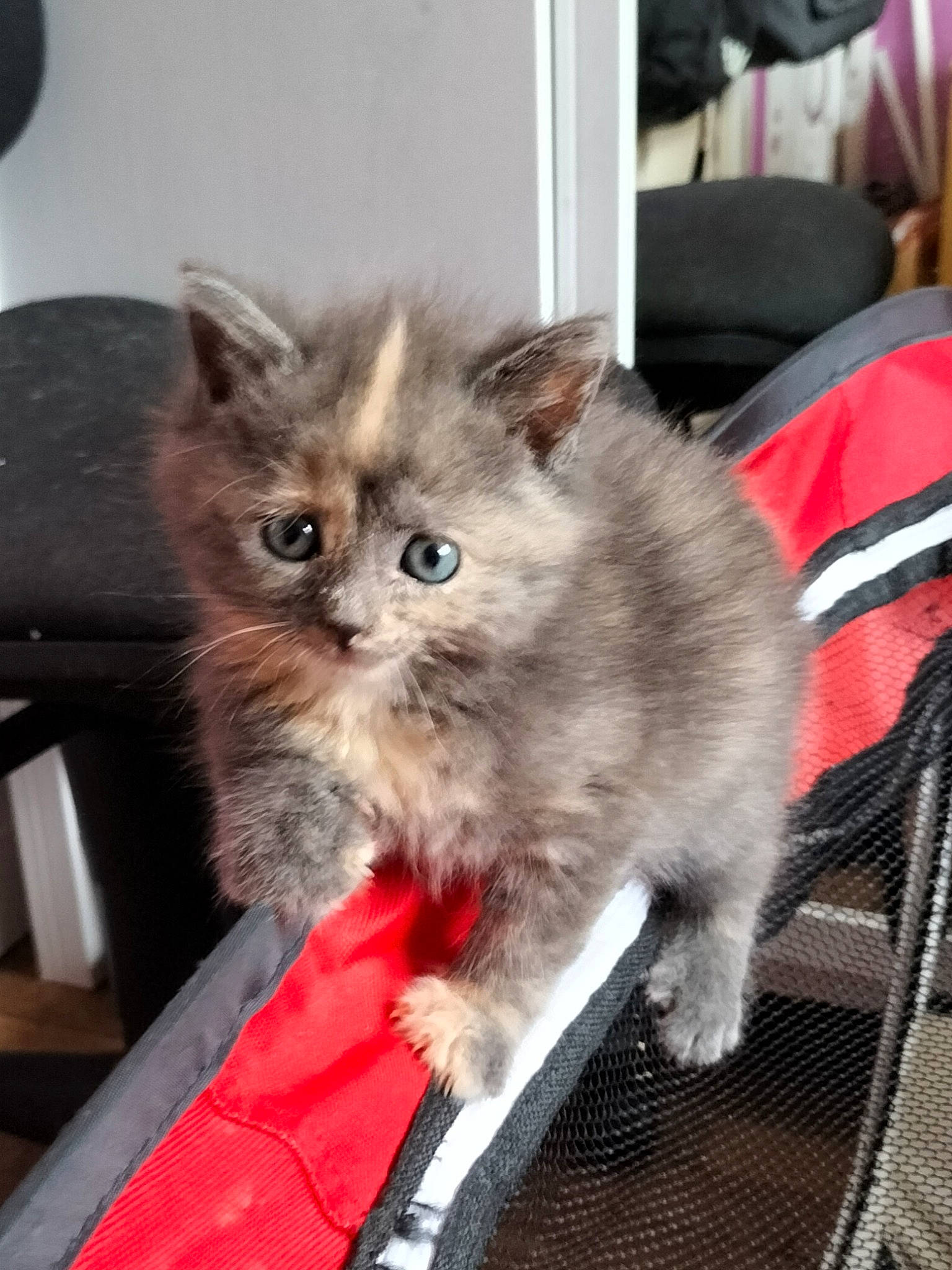 Utopia a rejoint le concours — aidez-le/la à gagner de superbes lots ! box, british_longhair, carnivore, cat, chair, claw, comfort, domestic_short_haired_cat, fawn, felidae, fur, paw, photo_caption, sitting, small_to_medium_sized_cats, snout, tail, terrestrial_animal, whiskers, working_animal