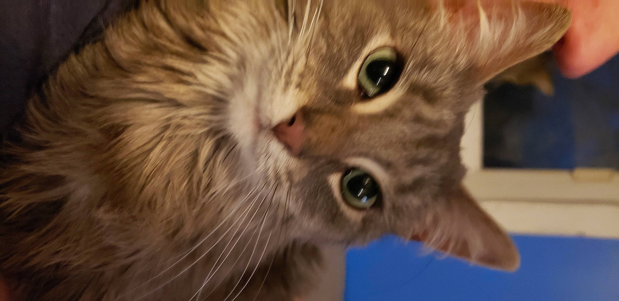 Faith joined the competition — help win amazing prizes! carnivore, cat, close_up, curious, domestic_short_haired_cat, ear, fang, fawn, felidae, fur, iris, russian_blue, small_to_medium_sized_cats, snout, terrestrial_animal, whiskers, wildlife, window